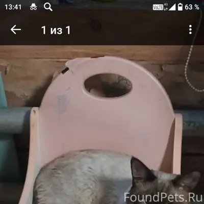 Пропал кот Ричи, Кимры