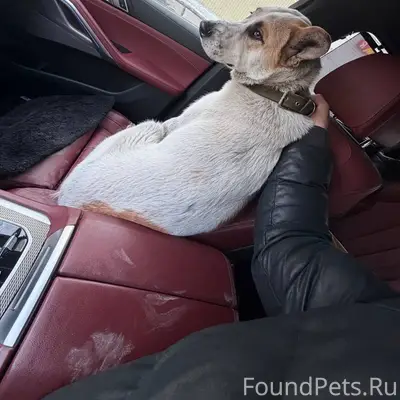 Найден пёс, район Кряжа