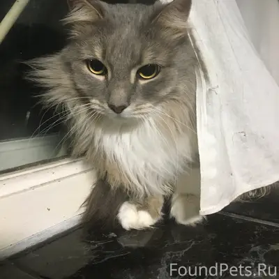 Пропал кот Мусик, Севастополь, район ул. 5-го Декабря