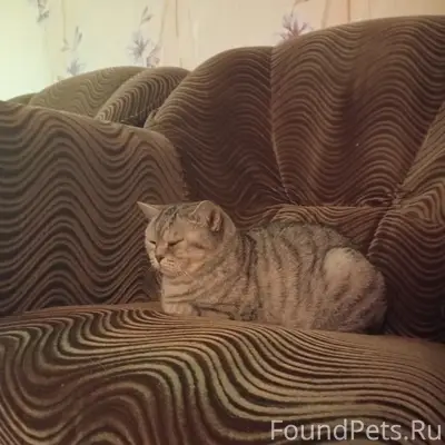 Найдена кошка, [место не указано]