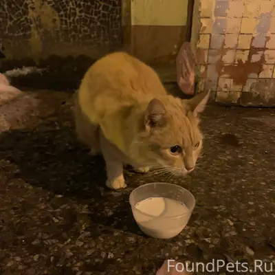 Найдена рыжая кошка, Орехово-Зуево