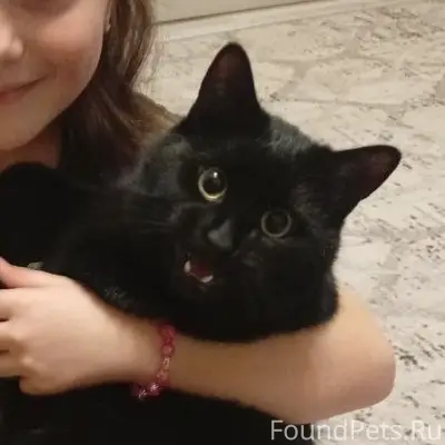 Пропал кот Уголёк, ул. Рогачева