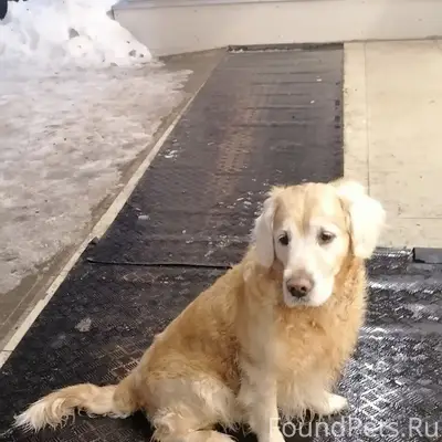 Найден Лабрадор, Коломна