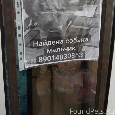 Найден чихуахуа, Кольцо 5-го троллейбуса