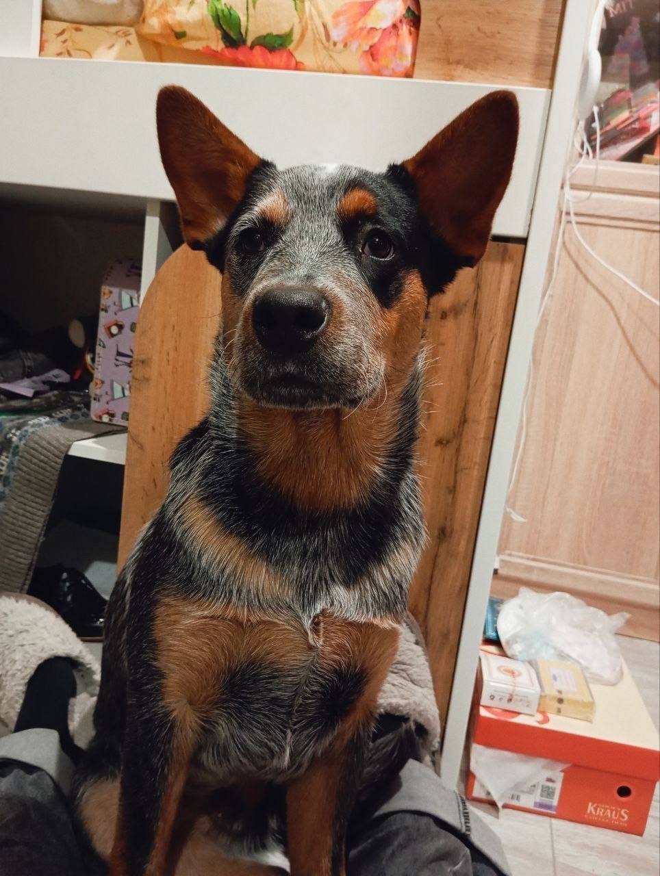 Пропал австралийский хилер Вальдес, Калининский район