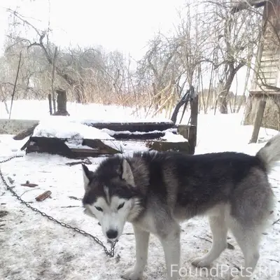 Найден хаски, г. Буда-Кошелево