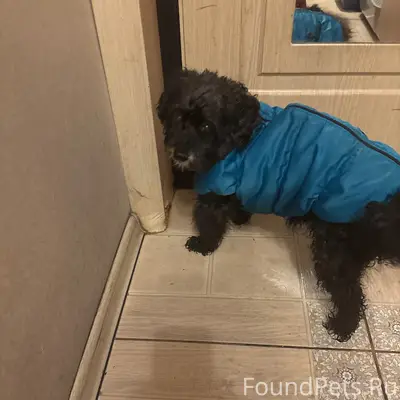 Найден кобель, Верещагинский сквер