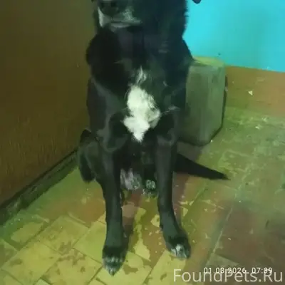 Найденна собака, Сызранская улица