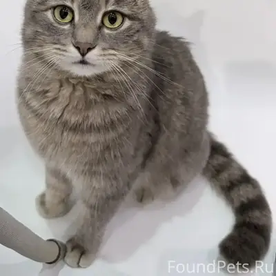 Найден котик, г. Щекино