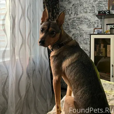 Пропала собака Джуля, Инорс