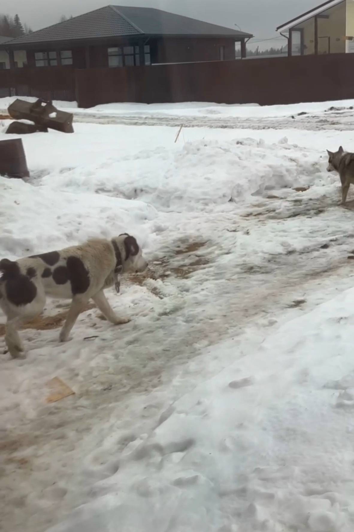 Пропала собака, КП Дача у Лесколово