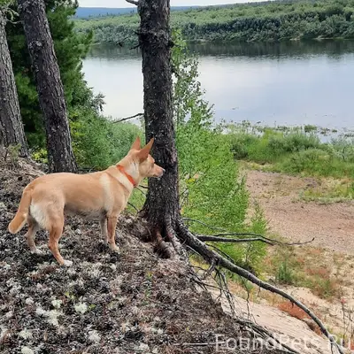 Пропала собака Боня