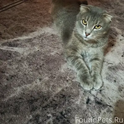 Пропал кот, Ульяновская улица