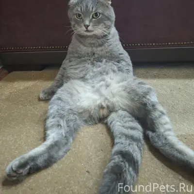 Пропал кот, микрорайон 1