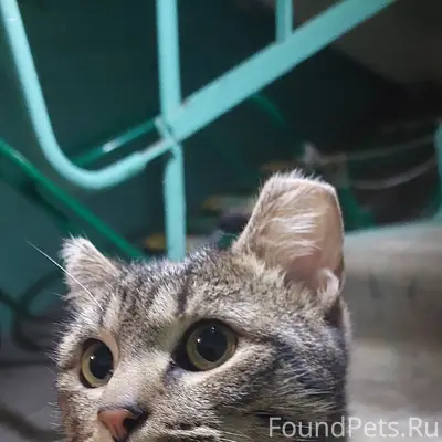 Найден кот после операции, 1-й Текстильный переулок