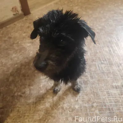 Найдена собака, Балабаново, ул. Гагарина