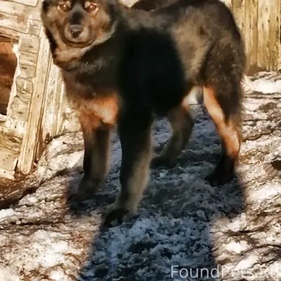 Пропала собака, район старой церкви