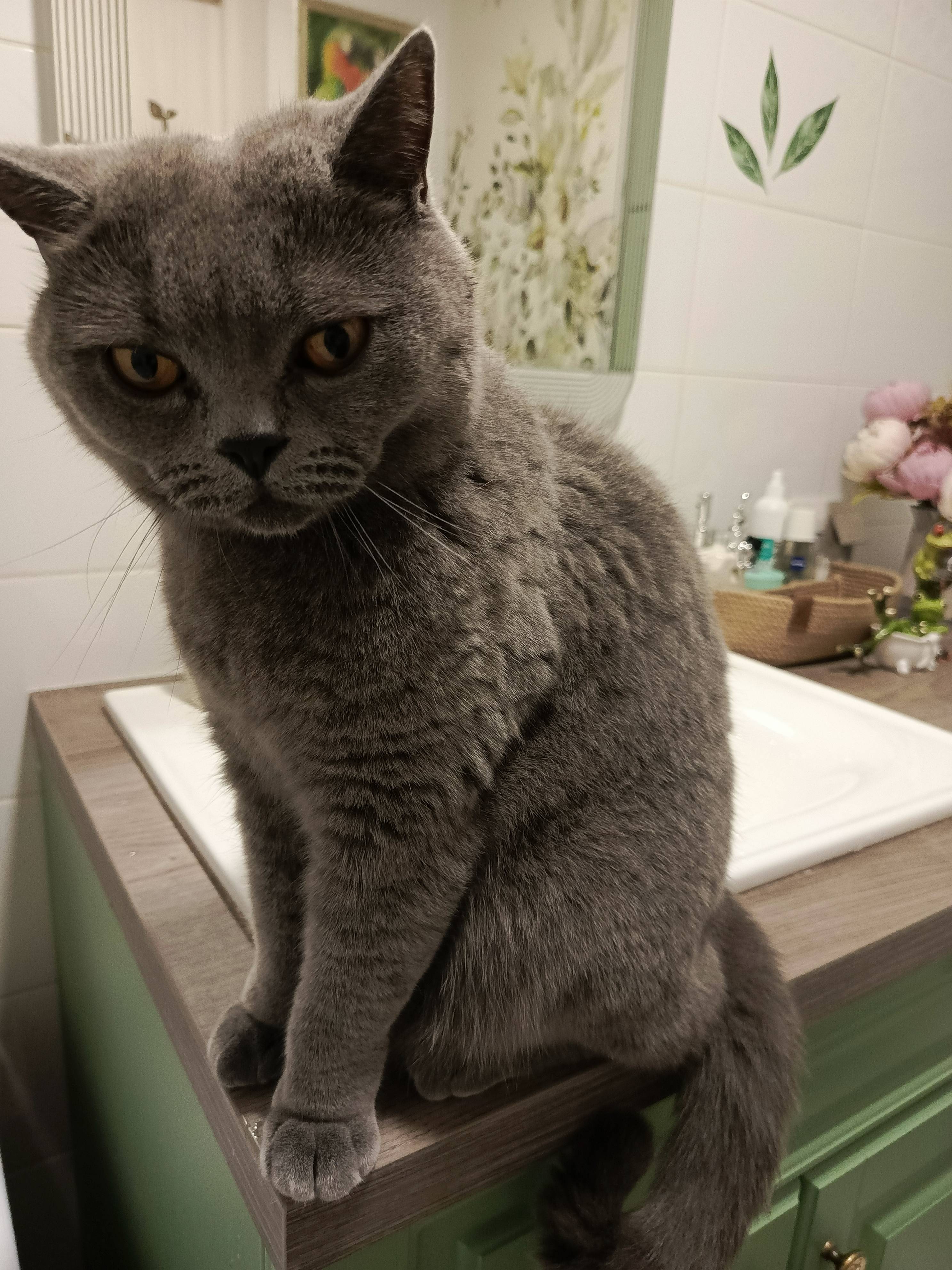 Потерялся кот