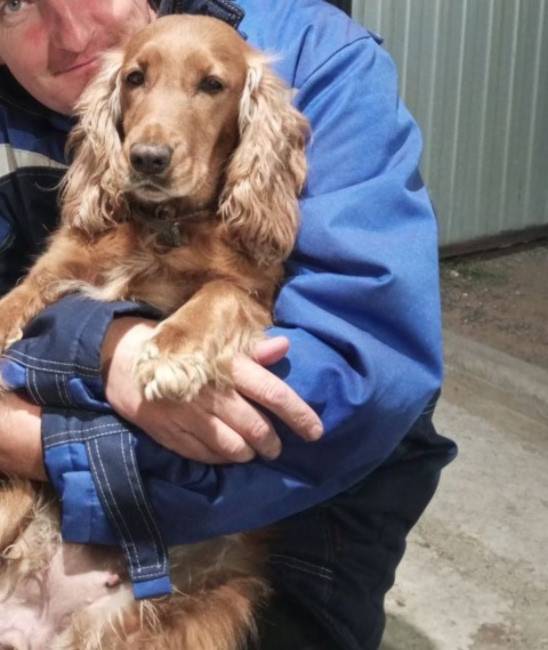 Пропали собаки, место неизвестно