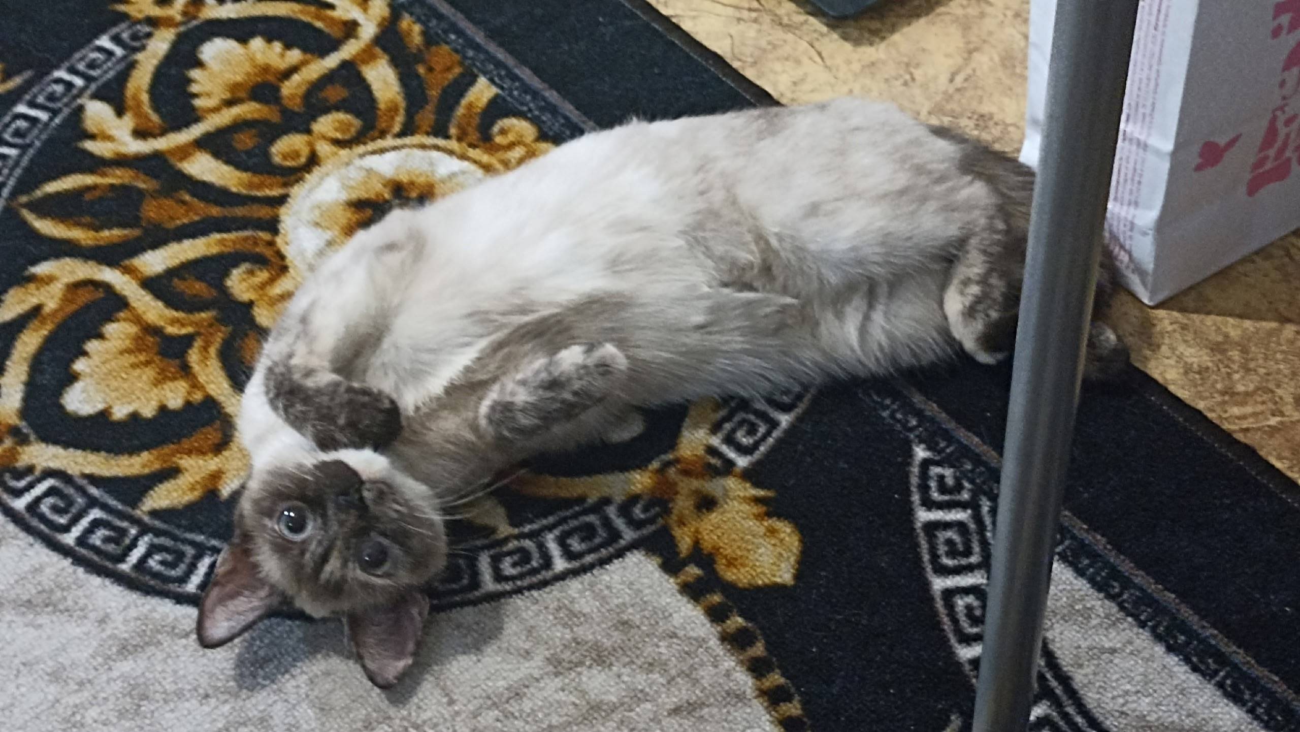 Пропала кошка,