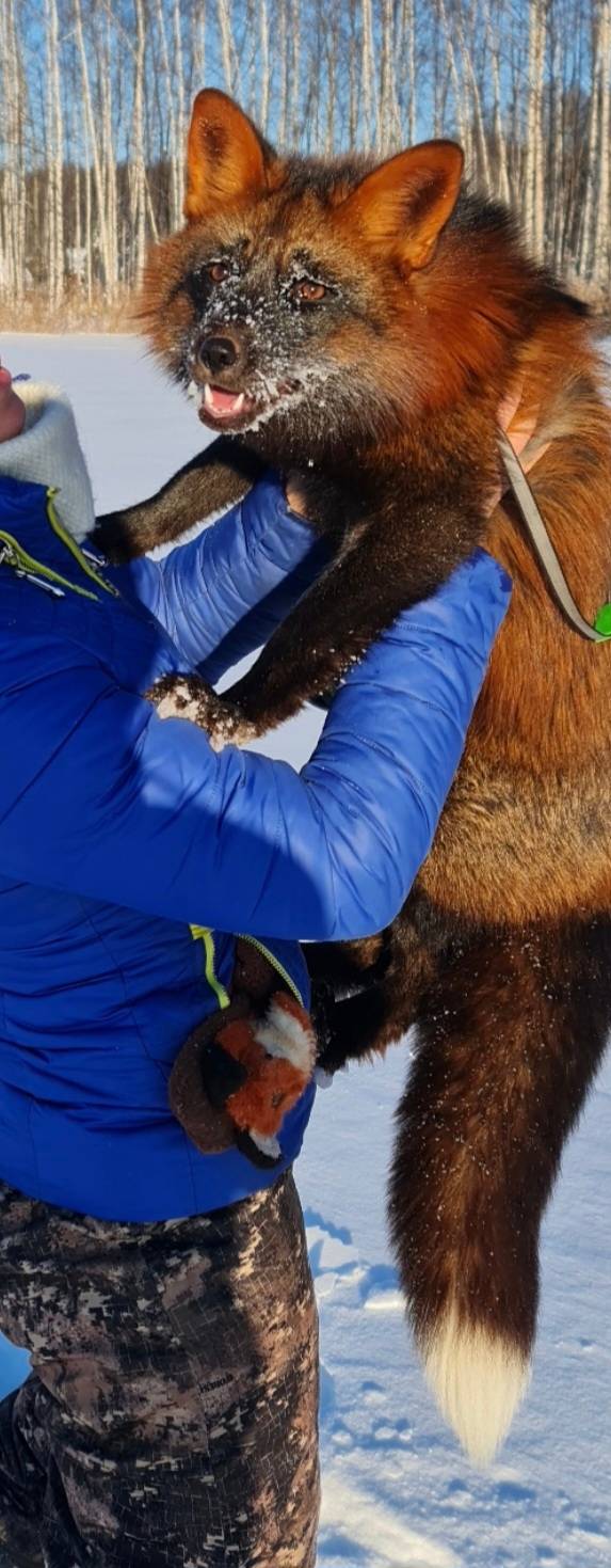 Пропал домашний лис Фоксик, Климовские карьеры
