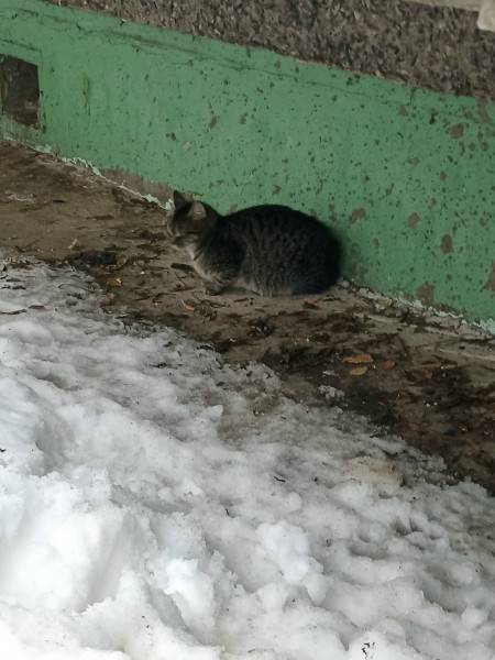 Пропали кошки и котята, Череповец