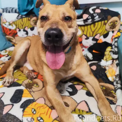 Найден кобель, был травмирован, [без указания места]