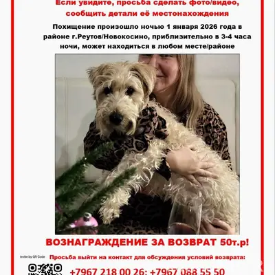 Пропала пшеничный терьер Зори