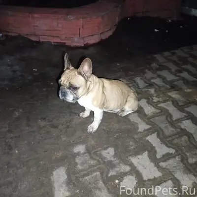 Найден французский бульдог, район детской поликлиники