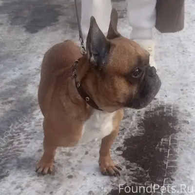 Пропал Французский бульдог, рыжий, Ангарск, 8 микрорайон