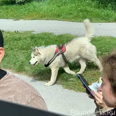 Пропал Вульф, последний раз видели возле Вымпела