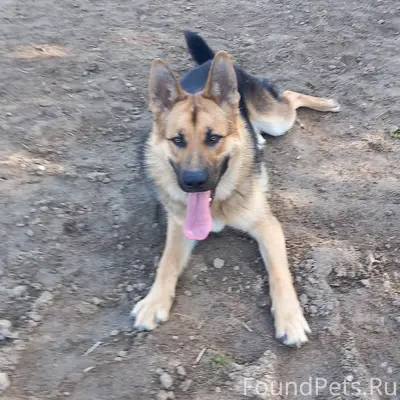 Пропала собака