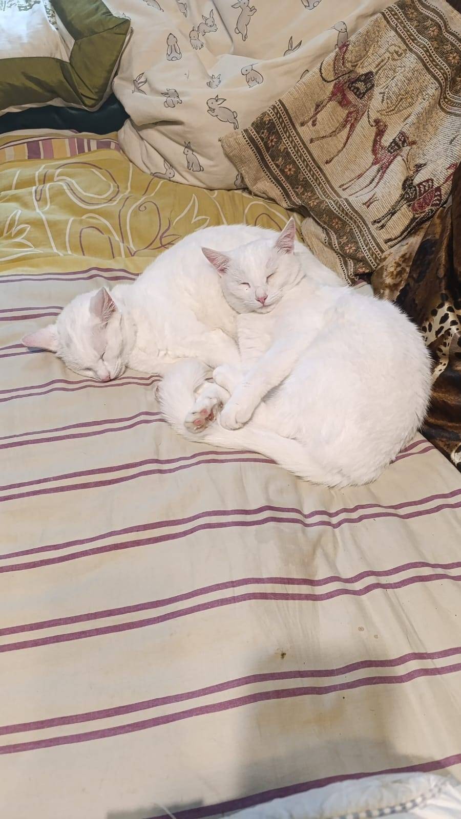 Пропала белая кошка, улица Твардовского