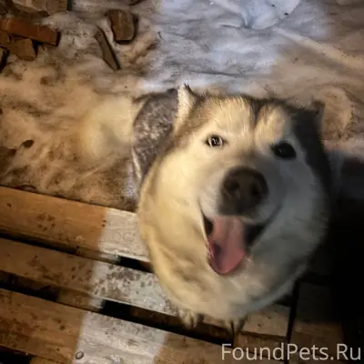 Найден похожий на хаски без ошейника, деревня Пиваши