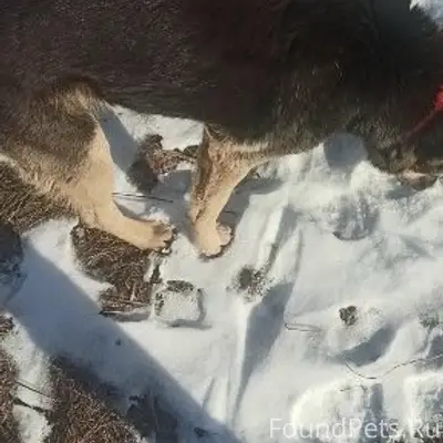Пропала собака Руна, Балашиха, деревня Соболиха