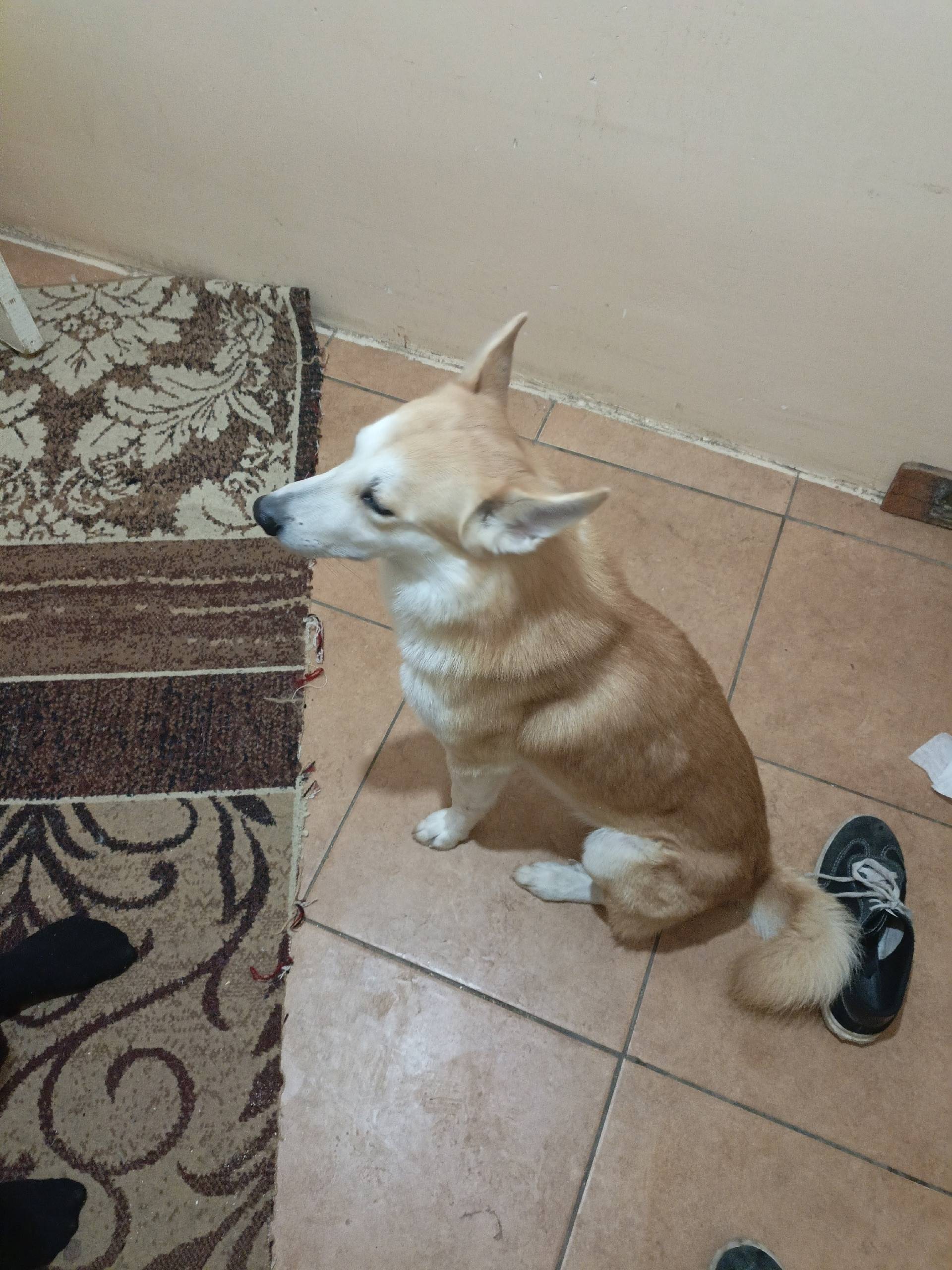 Найден тип собака, 30 лет победы 7