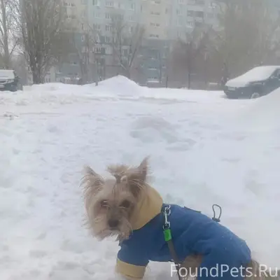 Пропала собака йорк, Киевский 7