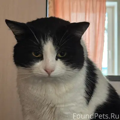 Пропал беспородный кот Тишка, район частных домов за Крупянщиком