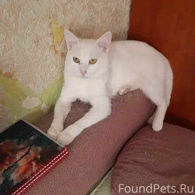 Пропал кот Юлик, Первомайский район, Ростов-на-Дону