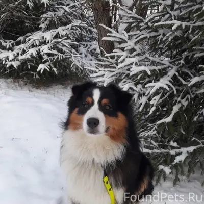 Пропал мальчик Австралийская овчарка, СНТ Псковитянка