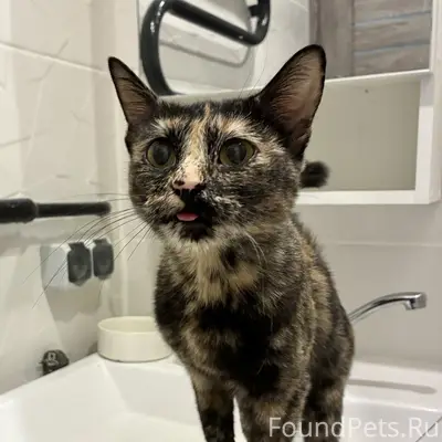 Найдена кошечка- богатка