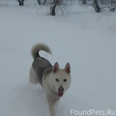 Пропала собака Альма, Новоусманский район