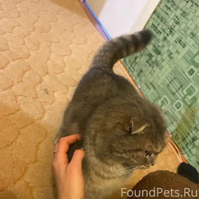 Пропал кот, Военный городок