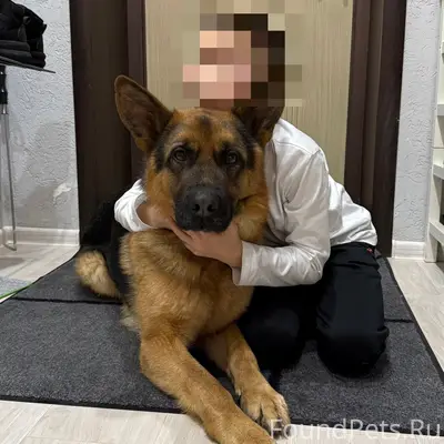 Пропала немецкая овчарка, Динас