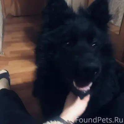 Найден пёс, 6-я чередовая 102