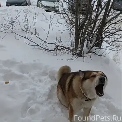 Пропала собака, район аэропорта
