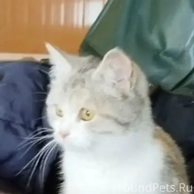 Пропала кошка, сады