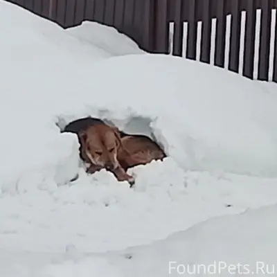 Найден пёс, деревня Золотово