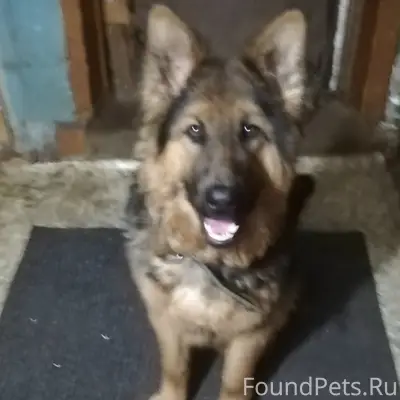 Пропала собака, район пристани Боровая