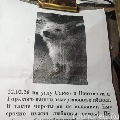 Найден пёс